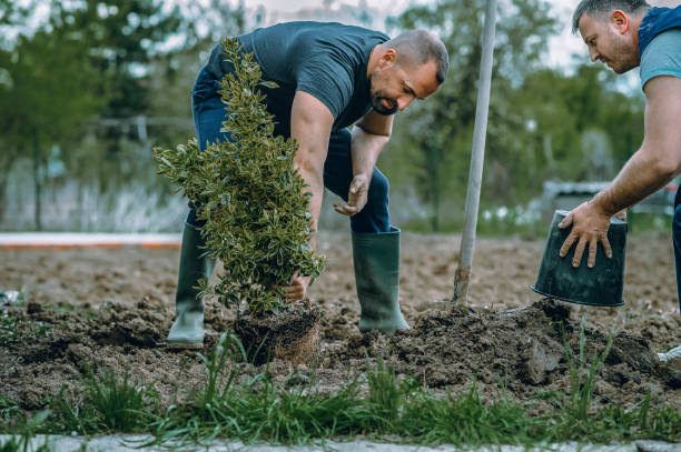 Best Tree and Shrub Care  in Lake Bryan, TX