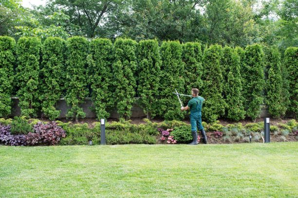 Best Lawn Disease Treatment  in Lake Bryan, TX